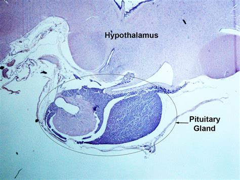 Hypothalamus And Pituitary Gland Histology