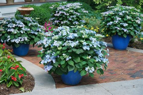 Shrubs for Shade - Homestead Gardens, Inc.