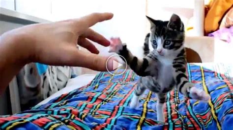 The Cutest Crazy Kitten Attack | Catlov