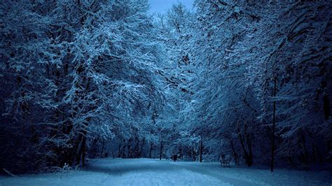 Winter Night Forest Wallpapers - Top Free Winter Night Forest ...