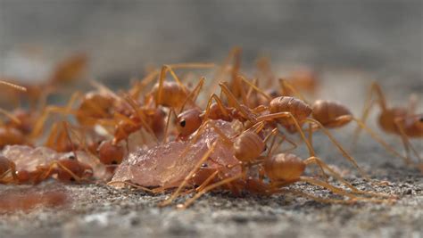 Two Ants Carrying Food From Thailand Nature Stock Footage Video ...