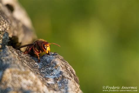 Wildlife In Switzerland – Some Animals | Ansermoz-Photography