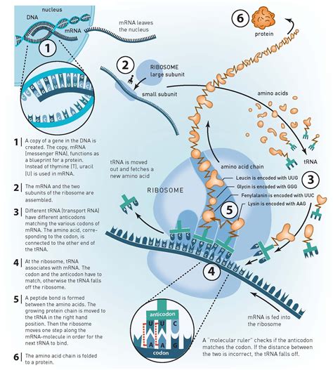 From DNA to proteins, one of life's core processes | Biology classroom ...