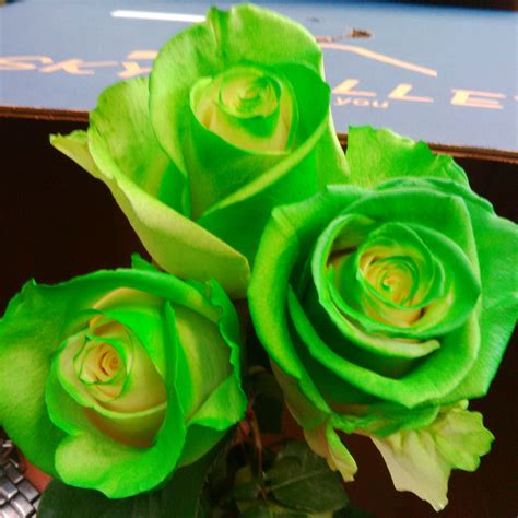 Bright Green Roses for Your Garden