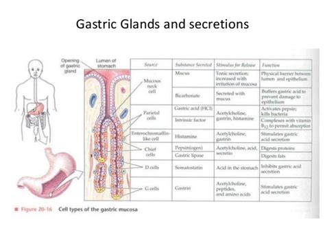 Digestive system (Digestive juice)/Function/Composition