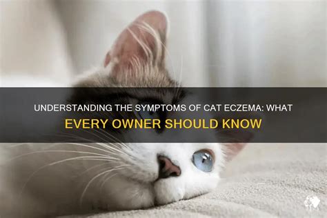 Understanding The Symptoms Of Cat Eczema: What Every Owner Should Know ...