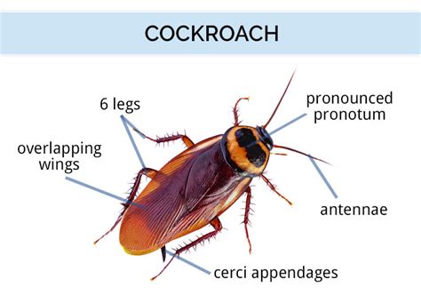 What Does a Cockroach Look Like? | Roach Identification Guide | DoMyOwn.com