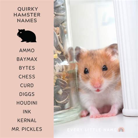 240+ Best Hamster Names (Cute, Funny, and Quirky) - Every Little Name