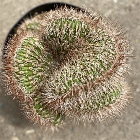 Brain Cactus (Stenocereus hollianus cristata) – Tropicals/Houseplants ...