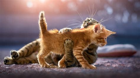 1920x1080 Cute Kittens Laptop Full HD 1080P ,HD 4k Wallpapers,Images ...