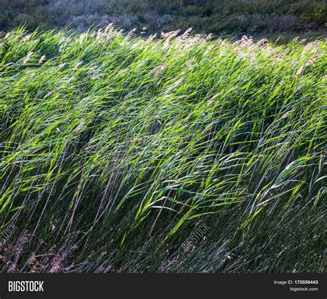 Tall Grass Field Sunny Image & Photo (Free Trial) | Bigstock