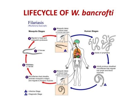 Filarial worms dr. rs 28 08-2017