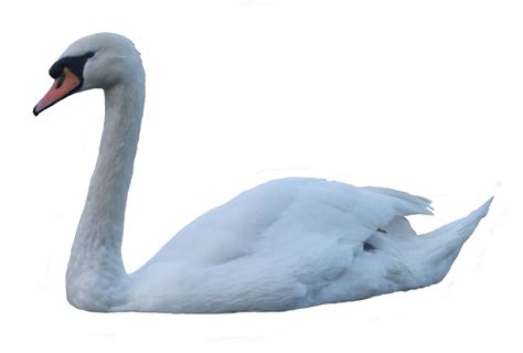 Swan PNG