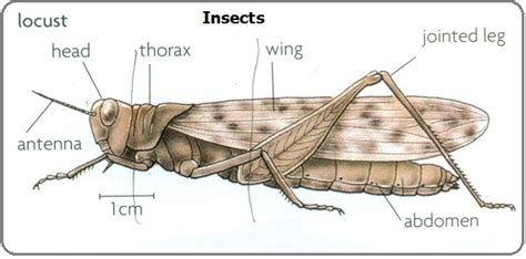 Phylum Arthropods - Biology Notes for IGCSE 2014