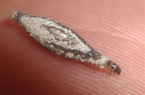 species identification - Probably a moth larvae but better to confirm ...