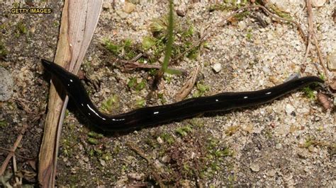 Texas woman discovers horde of black worms known to carry dangerous ...