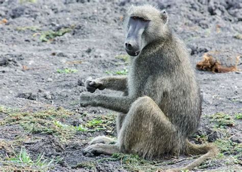 Baboon Behavior - AnimalBehaviorCorner