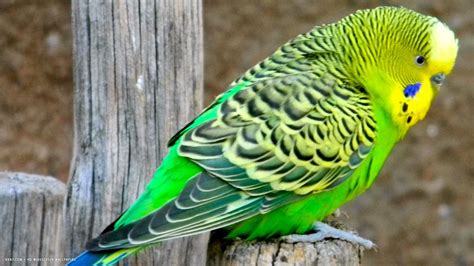 Budgies birds budgerigar wallpaper | 1920x1080 | #11938