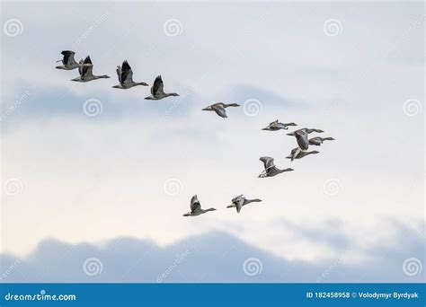 Migrating Geese Flying in V Formation Stock Photo - Image of flying ...