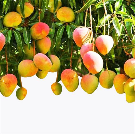 All Season Mango / బారామాసి మామిడి(Grafted)