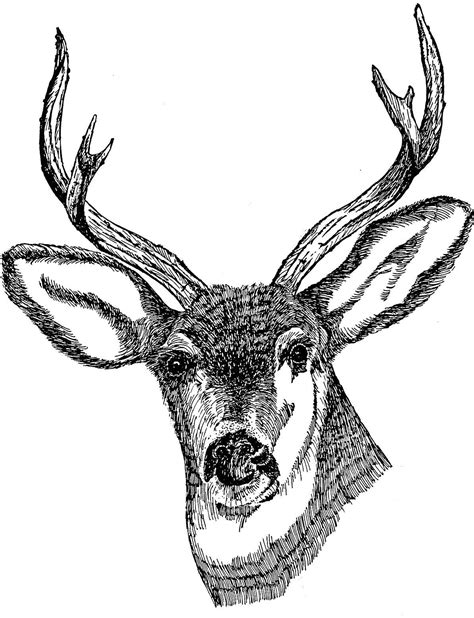 File:Deer head drawing art.jpg - Wikimedia Commons