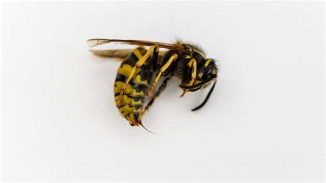 Wasp Venom Can Save Lives. But the Supply Chain Is Shaky.