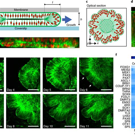 Brain organoid development and wrinkling a, Illustration of the ...