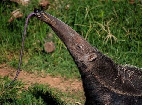 10 Potret Unik Mulut Hewan, Ada yang Tak Punya Rahang