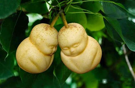 CHINESE GROWS PEER FRUIT IN THE SHAPE OF BABY BUDDHA...