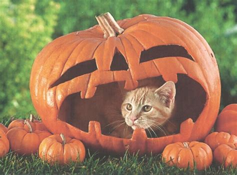 Oh no! The great pumpkin swallowed the kitty! | Pumpkin wallpaper ...