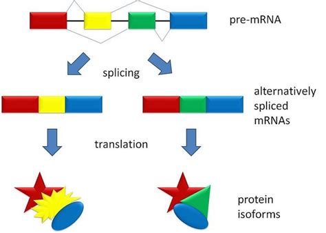 16.9: Eukaryotic Gene Regulation - RNA Splicing - Biology LibreTexts