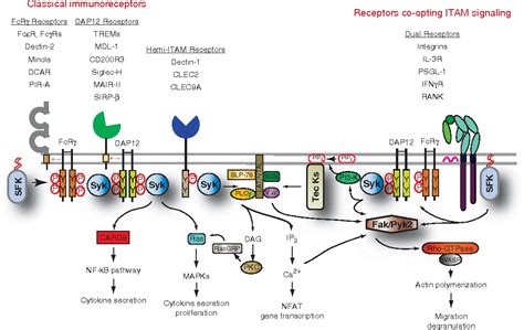 Syk Signaling Pathway