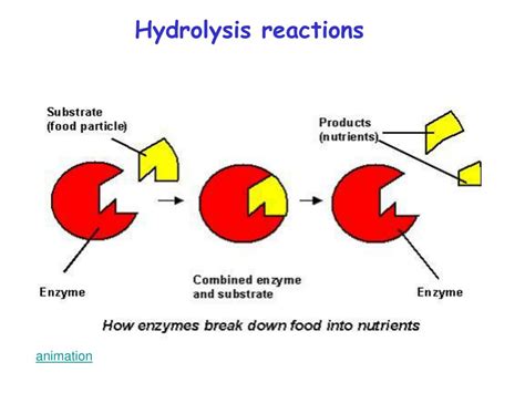 PPT - Enzymes PowerPoint Presentation, free download - ID:307111