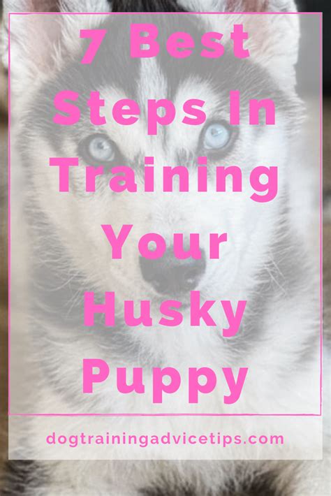 7 Best Steps In Training Your Husky Puppy - Dog Training Advice Tips