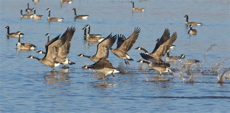 Canada Goose - Early Summer Migration — Badgerland Bird Alliance