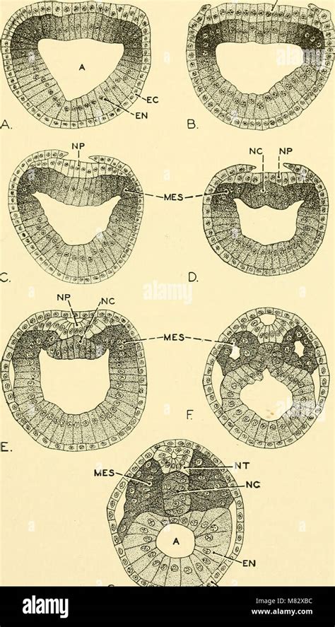 Chordate anatomy (1939) (19988073704 Stock Photo - Alamy