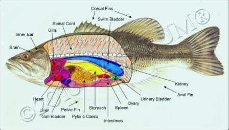 Fish anatomy and the external and internal anatomy of black bass