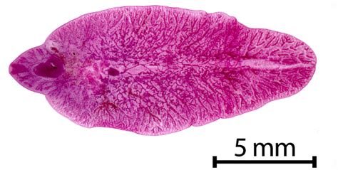 Adult stage of Fasciola hepatica. | Download Scientific Diagram