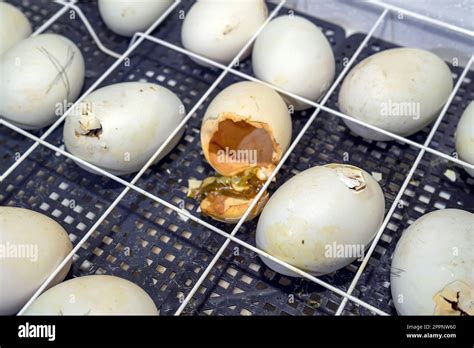 Goose eggs in an incubator. Goose egg incubation. The process of ...