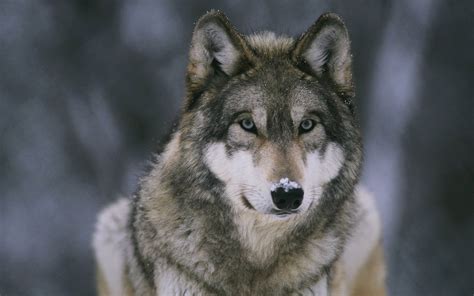 Pics Photos - Hd Wolf Wallpaper