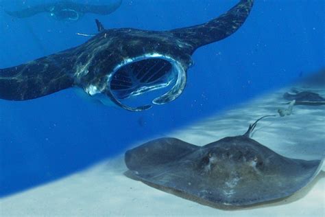 Manta Rays vs Stingrays - What's the Difference? - Manta Ray Advocates ...