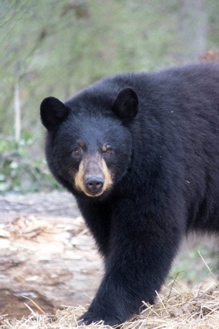 North American Black Bear | Birmingham Zoo