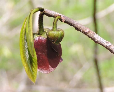 Springfield Plateau: Pawpaw Flowers