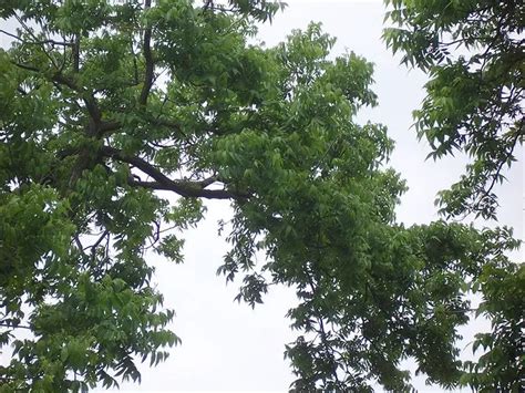 Texas State Tree | Pecan Tree