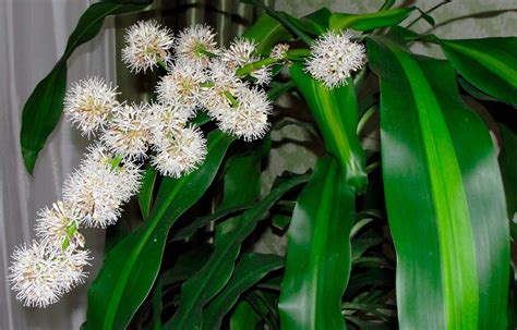 Wondering How Often Do Dracaena Bloom?