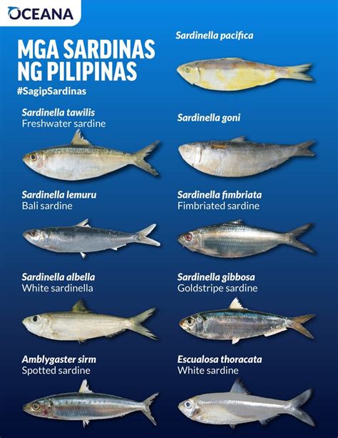 Oceana to DA-BFAR: Protect Filipino staple food sardines by approving ...