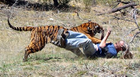 Modi’s close encounter with a tiger