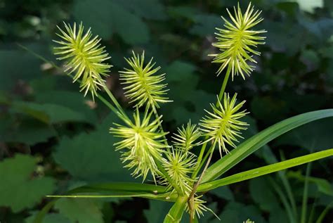 How to Control Nutsedge in Your Yard