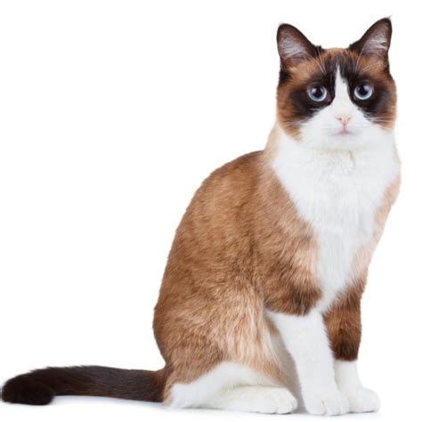 Snowshoe Cat Breed