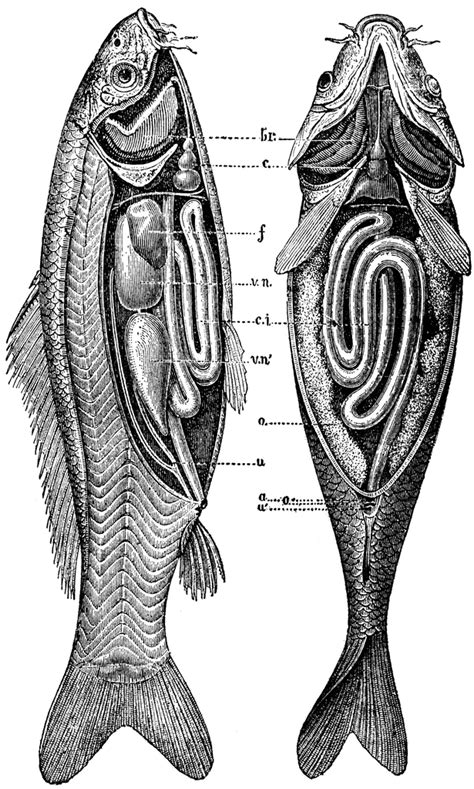 Anatomy of the Carp | Common carp, Fish anatomy, Scientific illustration